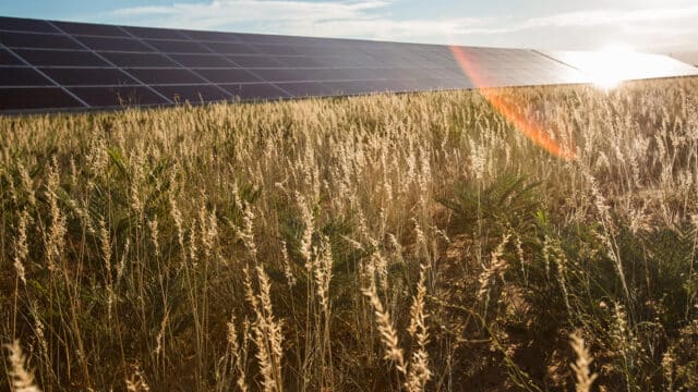 row of solar panels in field of wild fauna