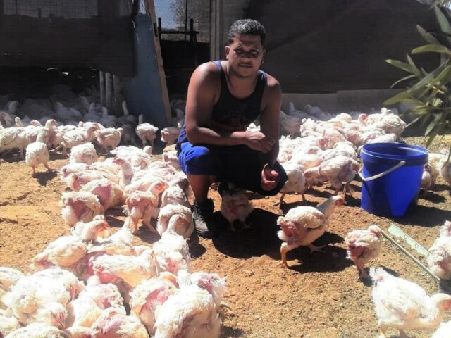 man feeding chickens at chicken coup