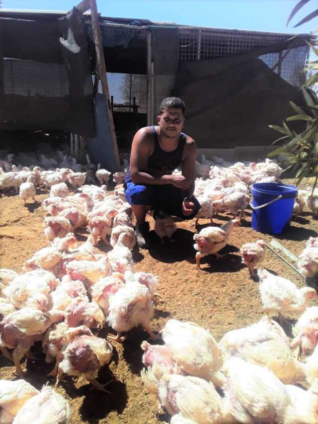 man feeding chickens at chicken coup