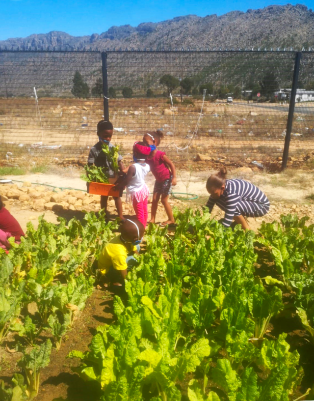 Food garden