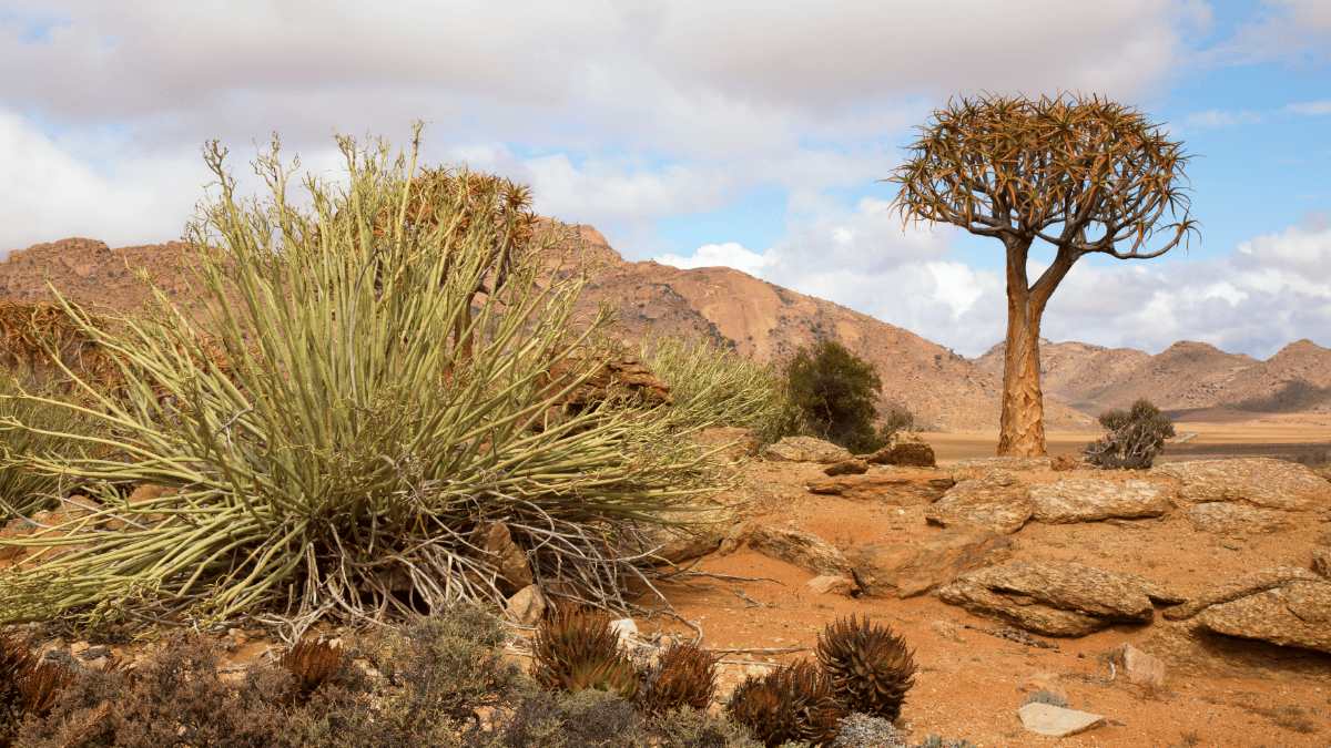 Rugged landscape of Greater Goegap Nature Reserve, South Africa