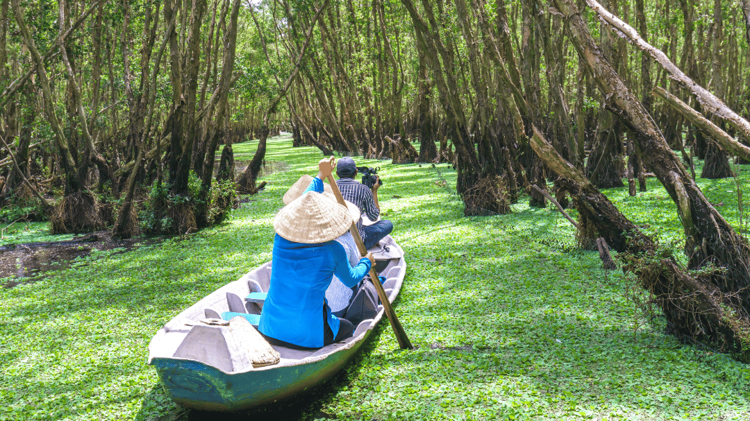 Vietnamese woman paddling tradition skiff through mangrove swamp