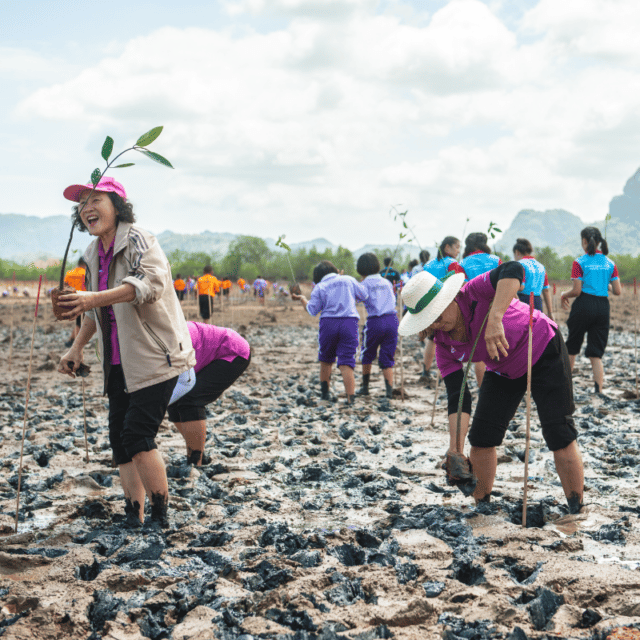 Group of people planting mangrove seedlings in mud