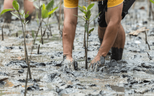 mangrove sampling being planted in mud