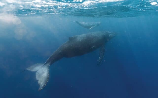 Underwater shot of two whales in ocean