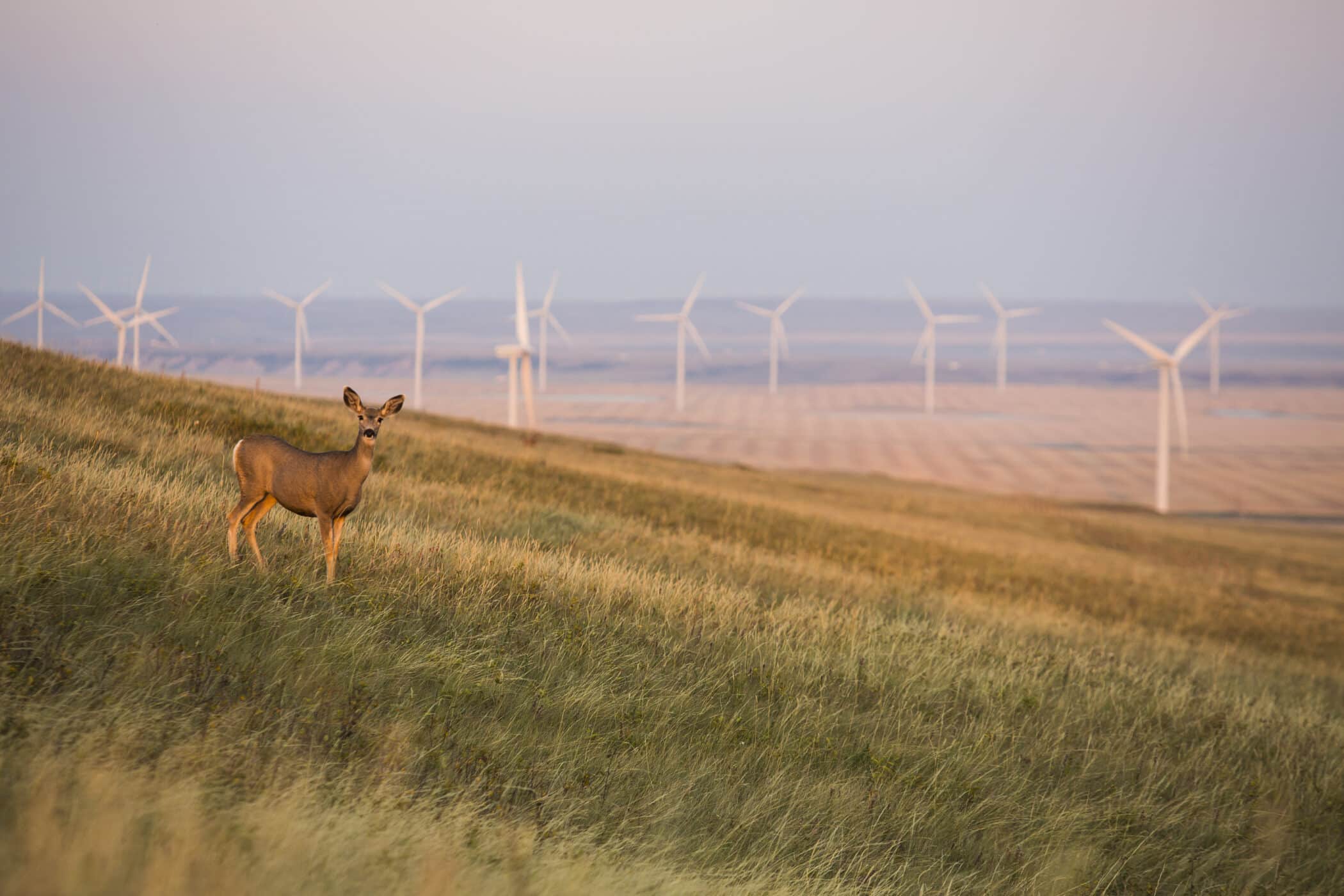 image of a deer standing in a grassy meadow with wind turbines in the background - sustainability Mainstream Renewable Power