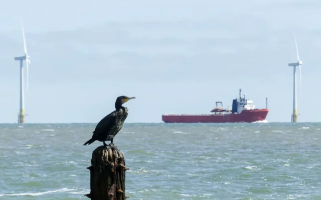 Bird sitting ontop a pier with a red boat and wind turbines in background