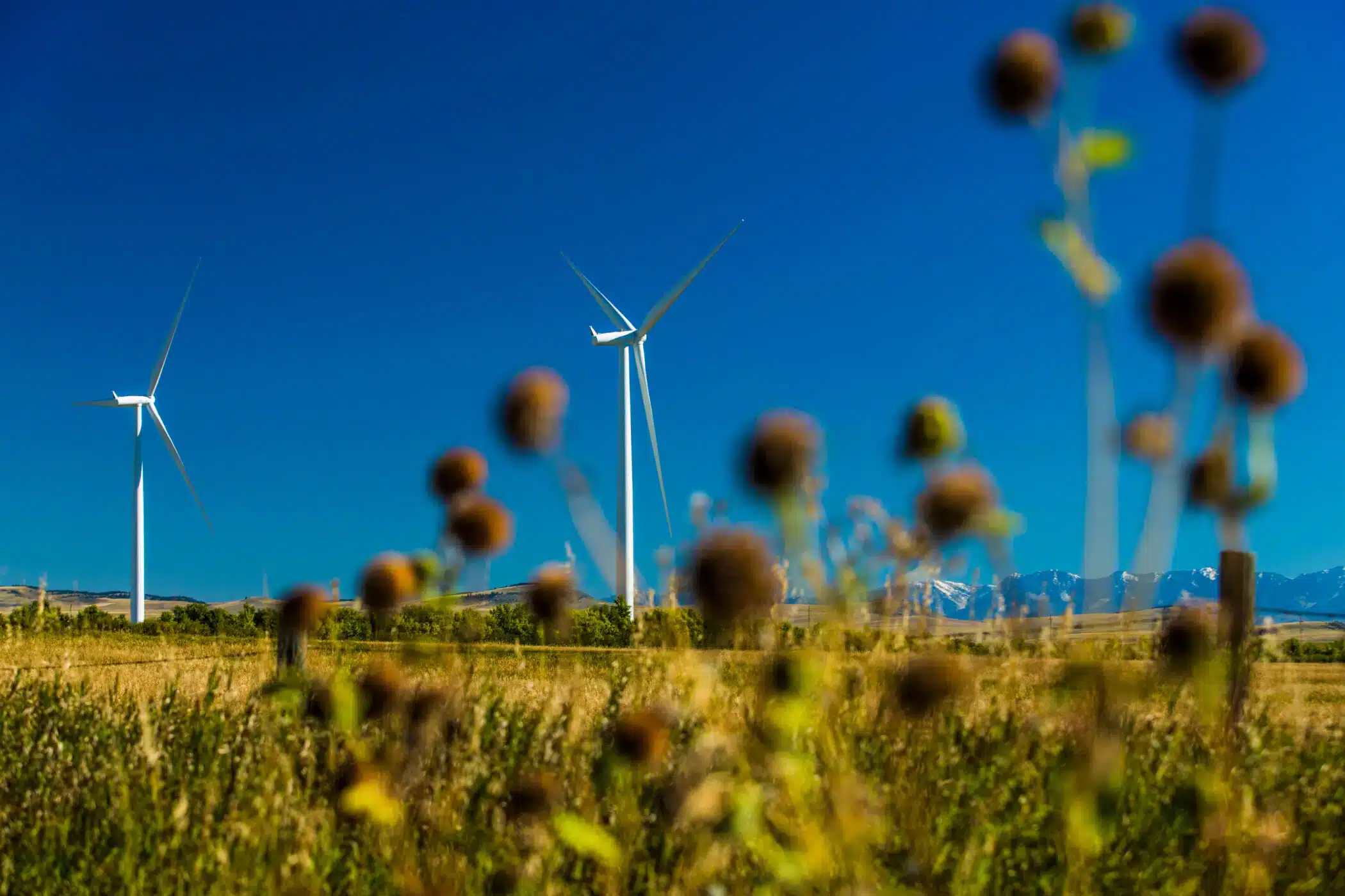 Wind turbines behind a flowering field