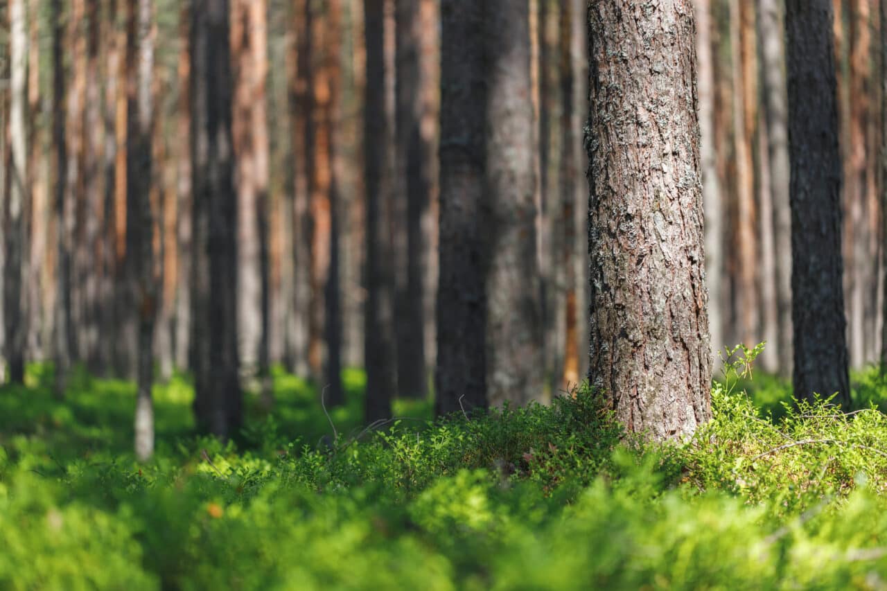 About Us - Mainstream Renewable Holdings AS
