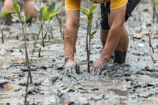 Planting a mangrove sapling in Vietnam