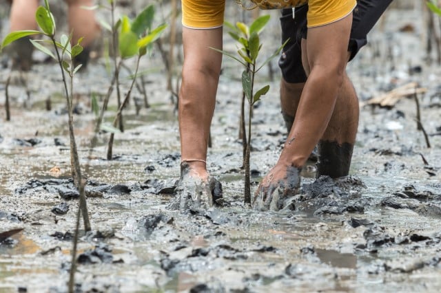 Planting a mangrove sapling in Vietnam