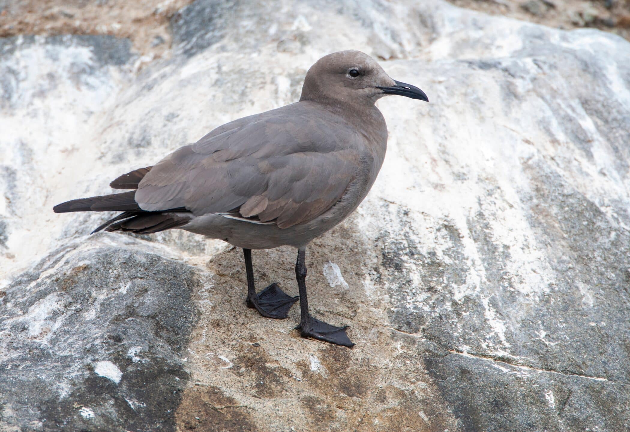 A grey gull perched on a rock