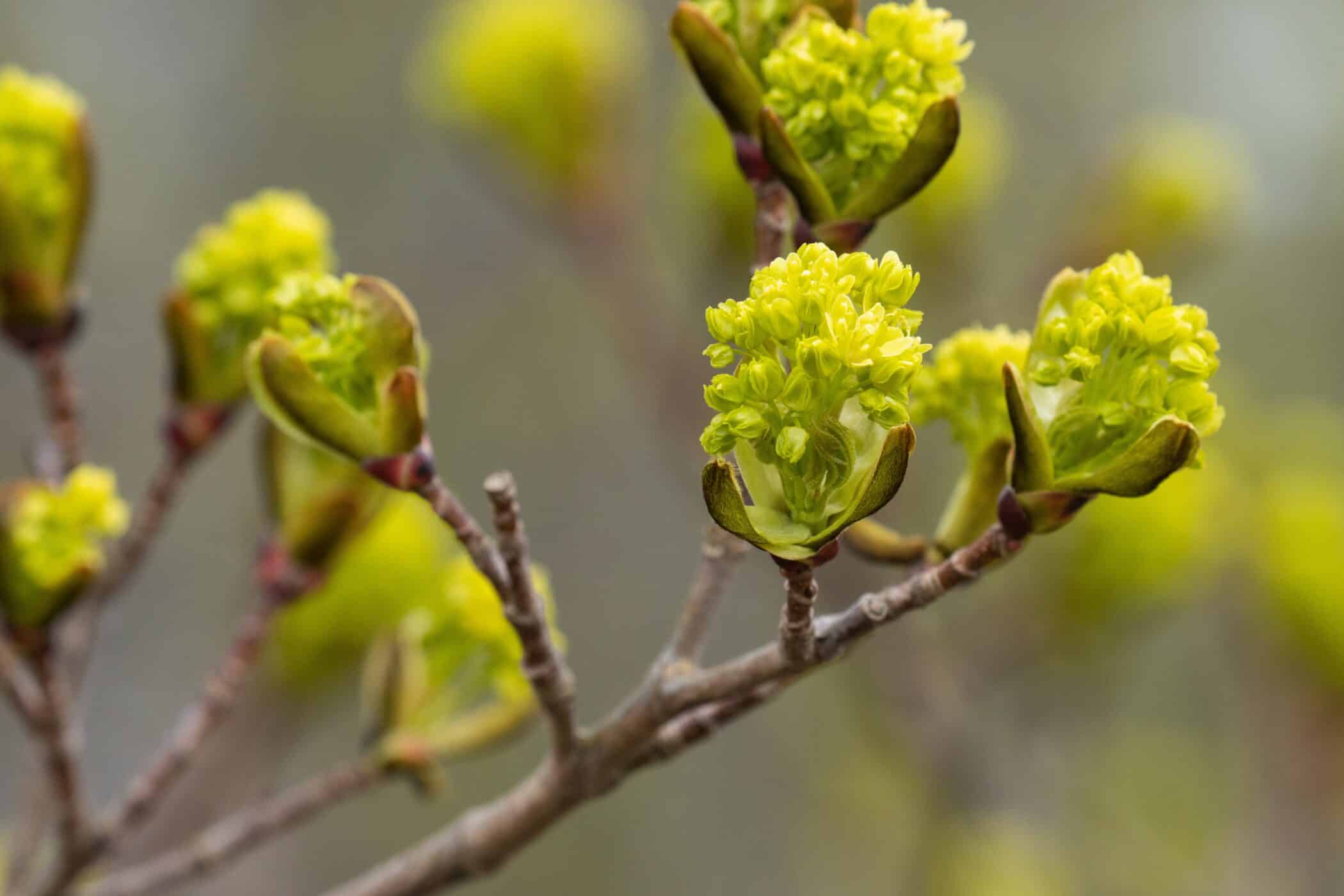 image of norwegian maple blossoms Mainstream Renewable Sustainability Report 2022 - Planet Positive Impact