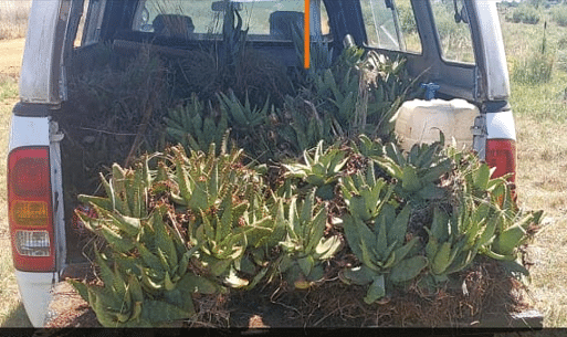 Plants in a van