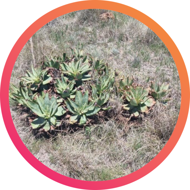 Aloe Greadheadii